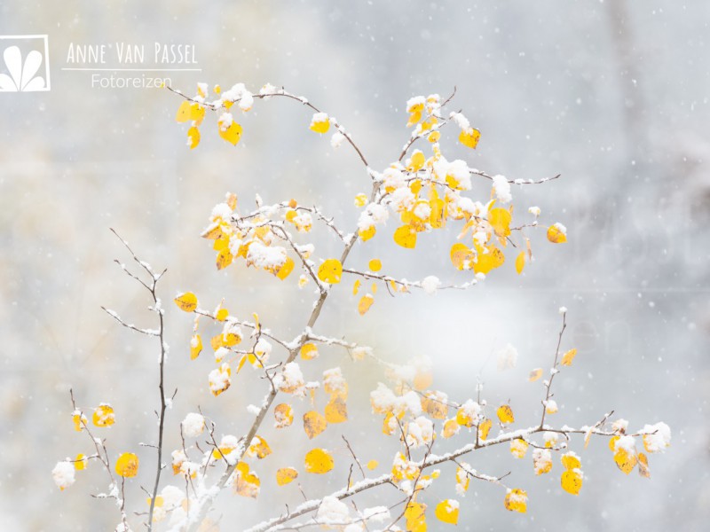 © Anne Van Passel